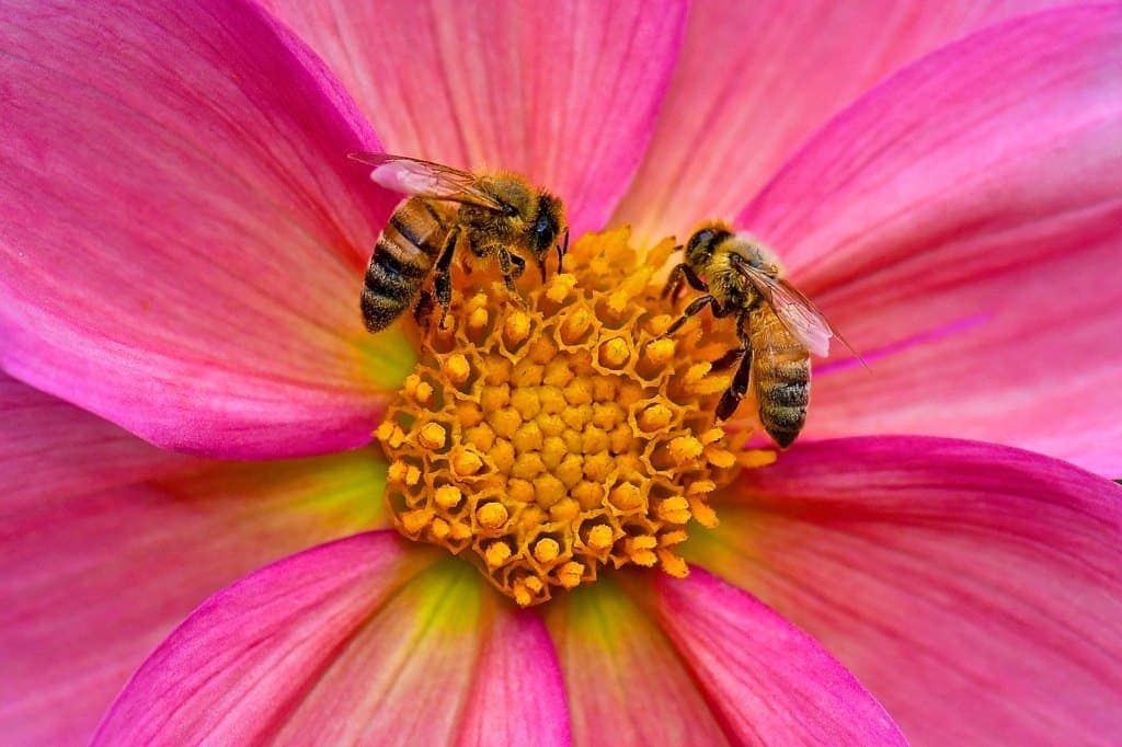 Soos Creek Botanical Garden